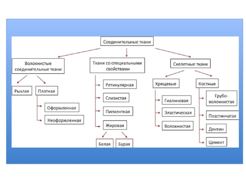 Соединительная ткань схема