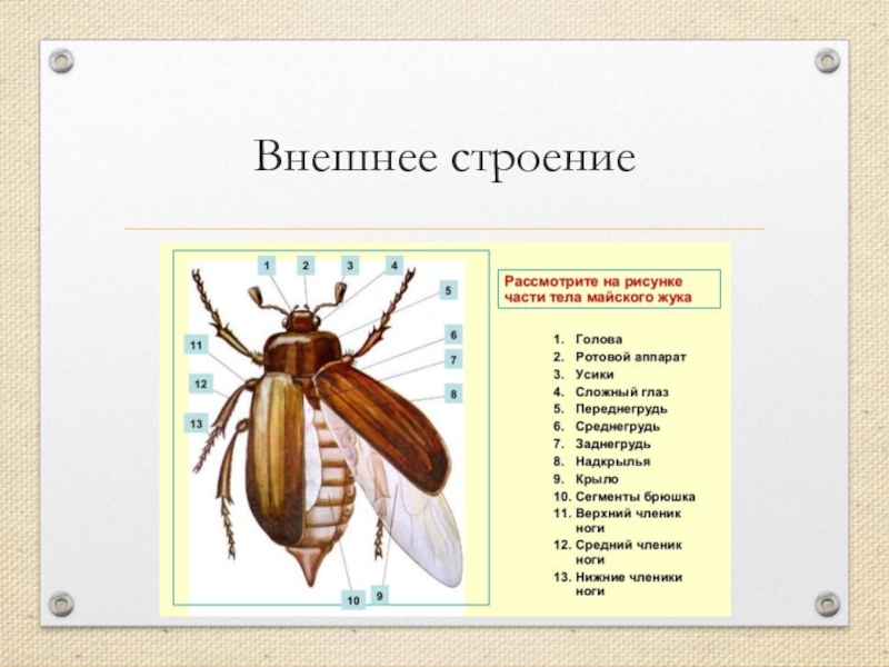 Жуки насекомые строение. Майский Жук внешнее строение схема. Строение насекомых внешнее строение майского жука. Строение майского жука внешнее строение. Внешнее строение колорадского жука схема.