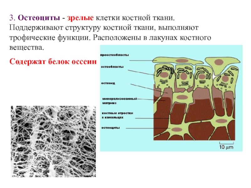 Гистогенез клеток костной ткани схема