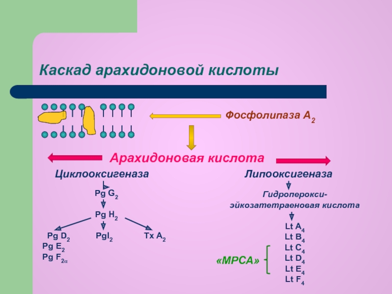 Каскад арахидоновой кислоты схема