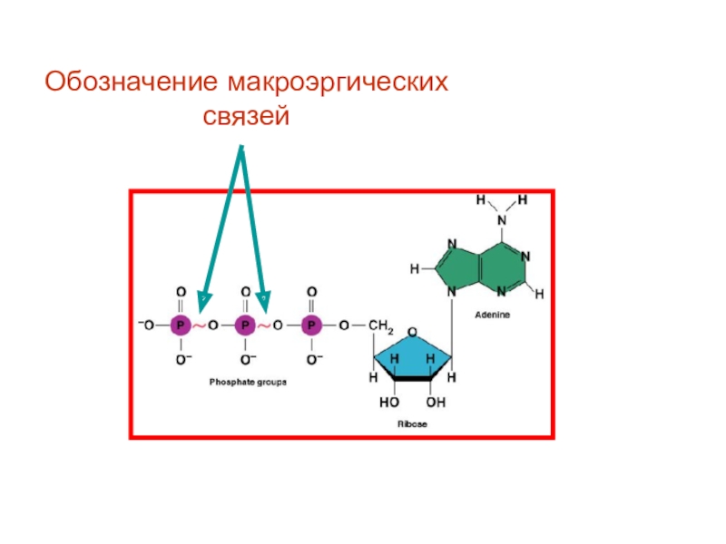 Макроэргические связи