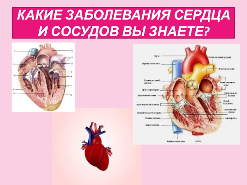 Гигиена сердечно сосудистой системы. Болезнь сердца название. Какие заболевания сердца. Гигиена сердца и сосудов.