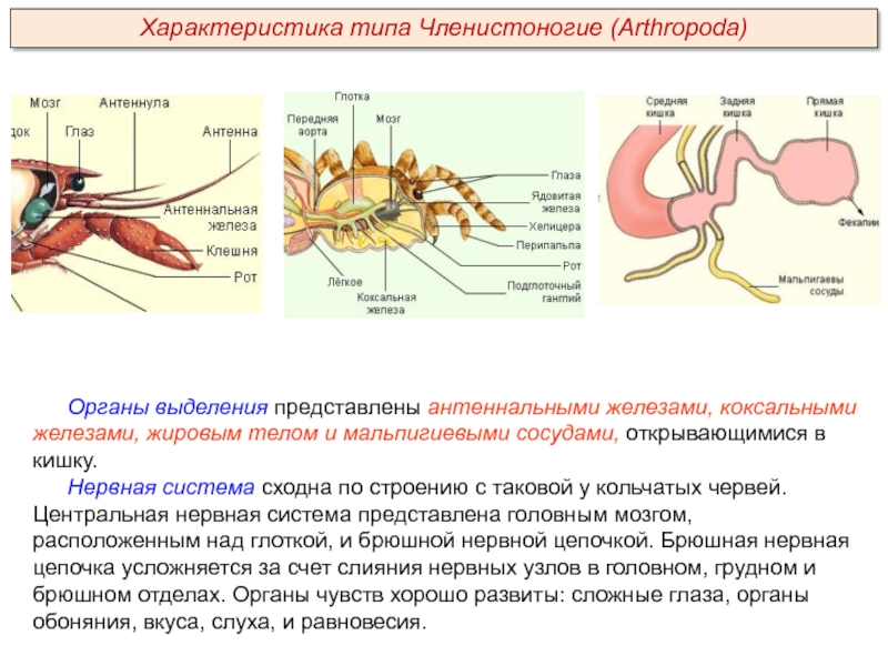 Назовите органы выделения характерные для представленного на рисунке организма рак