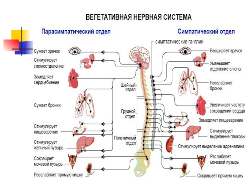 Вегетативные части тела. Центры парасимпатического отдела вегетативной нервной системы. Парасимпатическая нервная система схема.