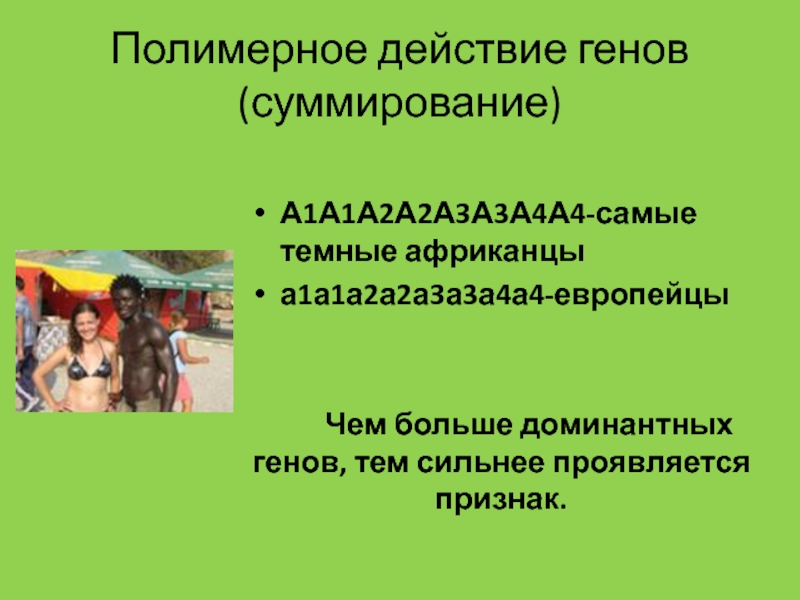 Действие генов. Полимерное действие генов. Полимерное действие Гена. Полимерное действие генов примеры. Полимерное воздействие генов.