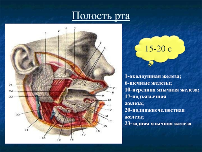Полость рта1-околоушная железа; 6-щечные железы; 10-передняя язычная железа; 17-подъязычная железа;                              
