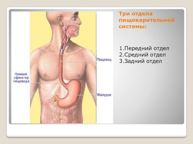 Отделы пищеварительной системы. Пищеварительная система человека передний отдел. Задний отдел пищеварительной системы. Средний и задний отделы пищеварительной системы.