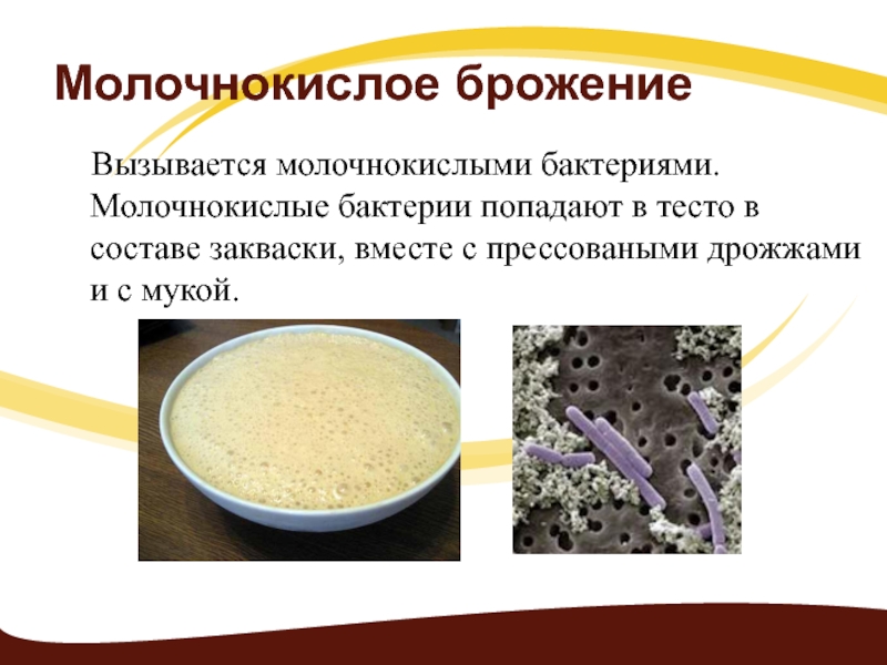 Реферат: Микрофлора хлебобулочных и кондитерских изделий