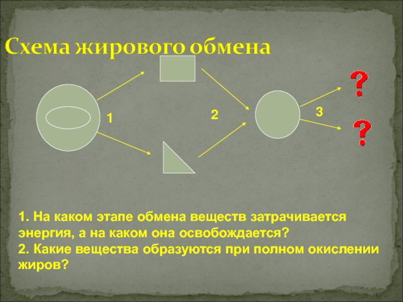 Обмен 1 1 3. Этапы жирового обмена схема. При каком этапе вещества затрачивается. Вещество образующееся при расщеплении жиров. При котором этапе обмена веществ энергия освобождается.