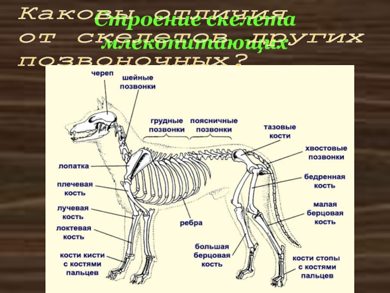 Строение скелета млекопитающихКаковы отличия  от скелетов других  позвоночных?