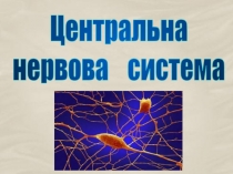 Центральна
нервова система