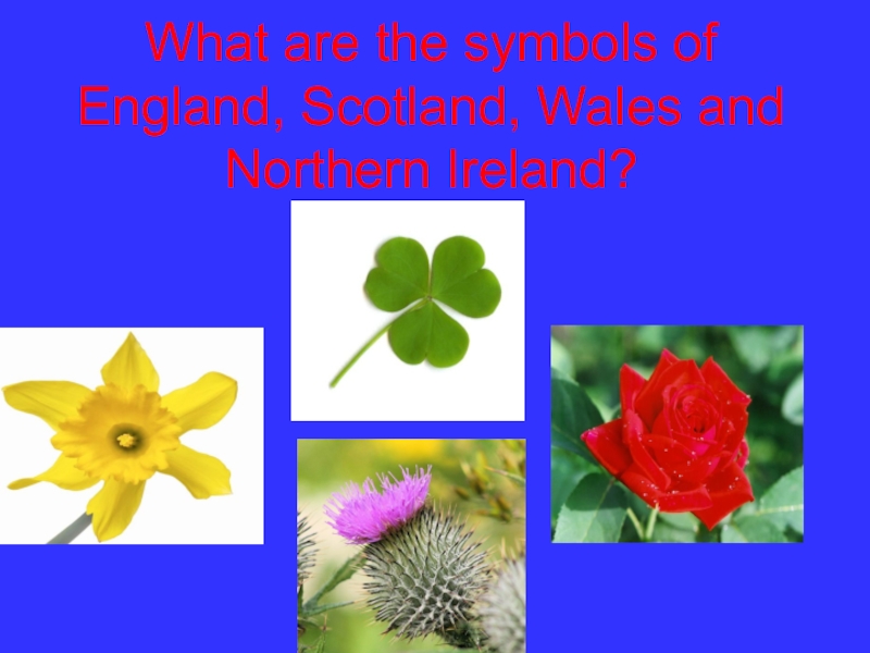 What plant is the symbol of scotland. What is the symbol of Northern Ireland?. What are the symbols of Wales.