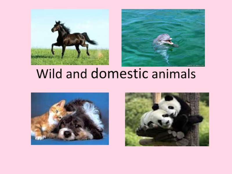 Дикие и домашние животные (презентация к уроку)