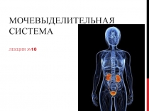 Мочевыделительная система 
