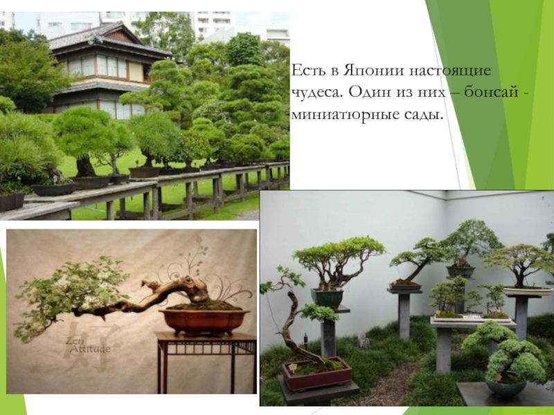 Есть в Японии настоящиечудеса. Один из них – бонсай - миниатюрные сады.