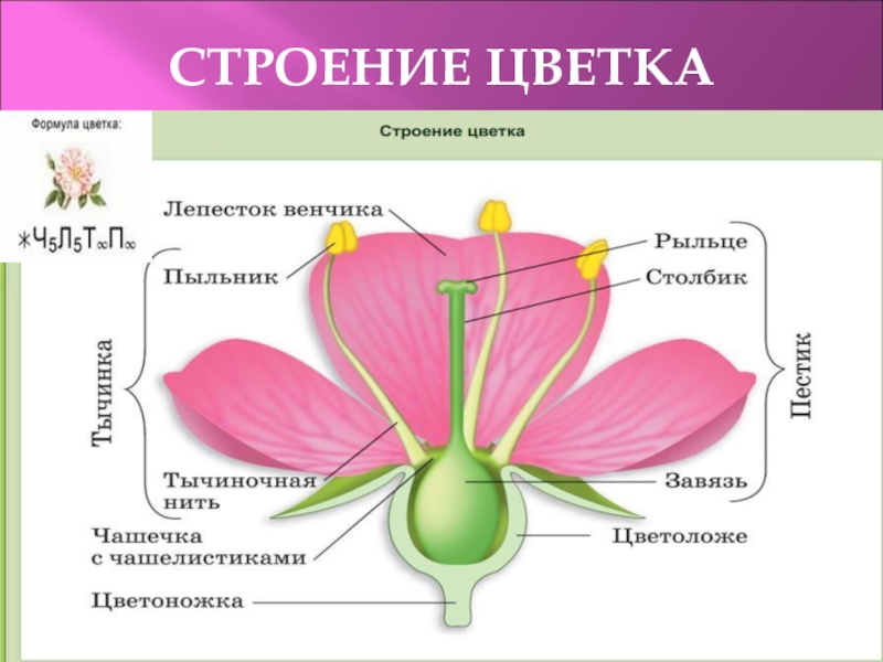 Чашелистик на рисунке обозначен а о буквой