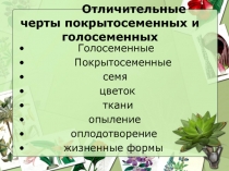 Отличительные черты покрытосеменных и голосеменных