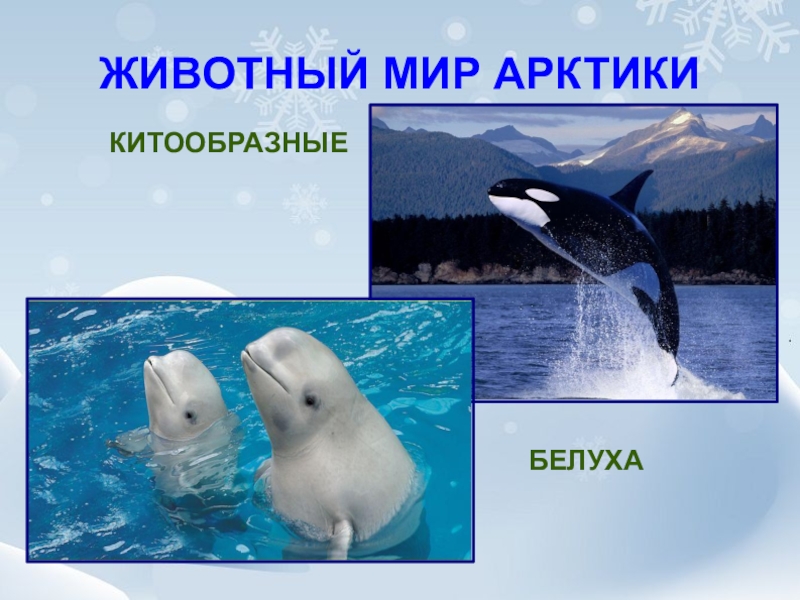 К какой группе обитателей океана относятся белухи. Животные Арктики. Белуха презентация. Презентация на тему Белуха. Белуха информация для детей.
