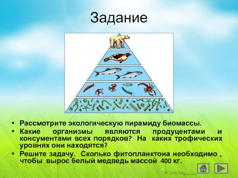 Правило экологической пирамиды презентация