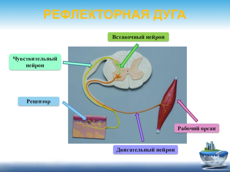 Рецептор чувствительный нейрон. Рецепторы чувствительный Нейрон двигательный Нейрон. Рефлекторная дуга вставочный Нейрон чувствительный Нейрон. Чувствительный вставочный и двигательный Нейроны. Двигательный Нейрон рабочий орган.