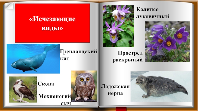 Исчезающие растения и животные. Животные Архангельской области занесенные в красную книгу. Растения красной книги Архангельской области. Красная книга Архангельской области животные и растения. Животные красной книги Архангельской области.