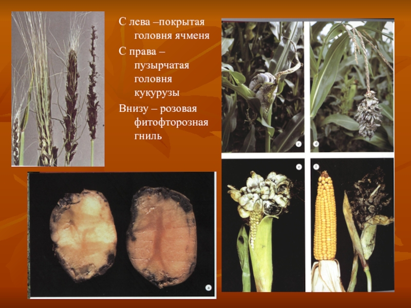 Вредители кукурузы фото и описание