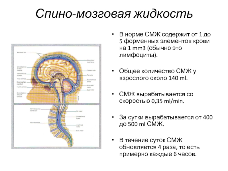 Спино-мозговая жидкостьВ норме СМЖ содержит от 1 до 5 форменных элементов крови на 1 mm3 (обычно это