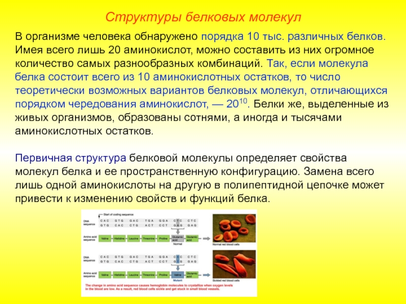 Белок состоит из остатков. Количество белков в организме человека. Структуры белков в организме человека. Состав различных белков организма. Белки состав организма.