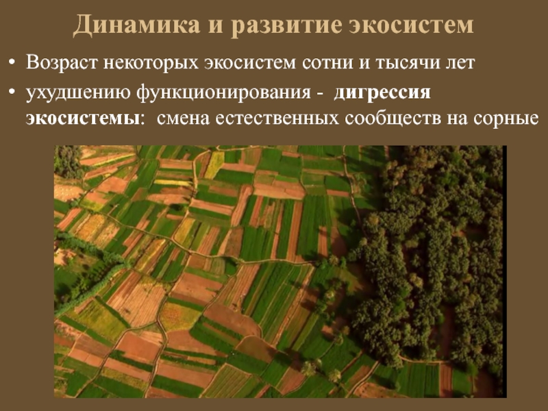 Развитие экосистем. Динамика и развитие экосистем. Динамика экосистем Эволюция. Устойчивость и динамика экосистем. Динамика лесных экосистем.