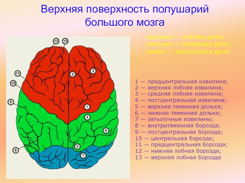 Извилины мозга картинки