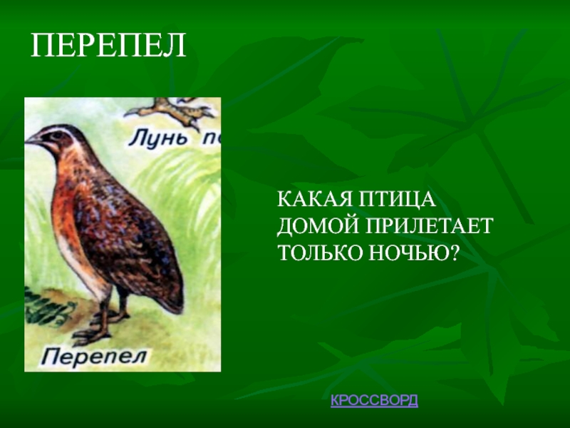 Видели ночь кто перепел. Кроссворд и. Тургенев Перепелка. Чарушин Перепелка кроссворд. Автор рассказа Перепелка кроссворд.