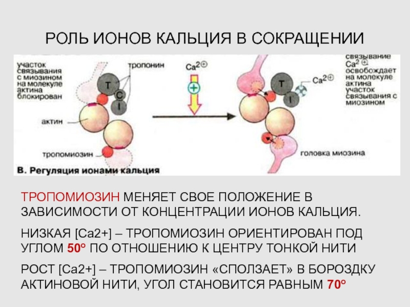 Участие калия в обмене веществ