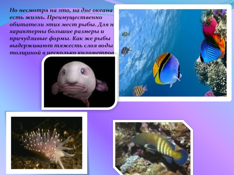 Давление на дне морей и океанов доклад. Презентация на тему подводный мир. Морские обитатели презентация. Обитатели океана презентация. Морские обитатели живущие на дне.