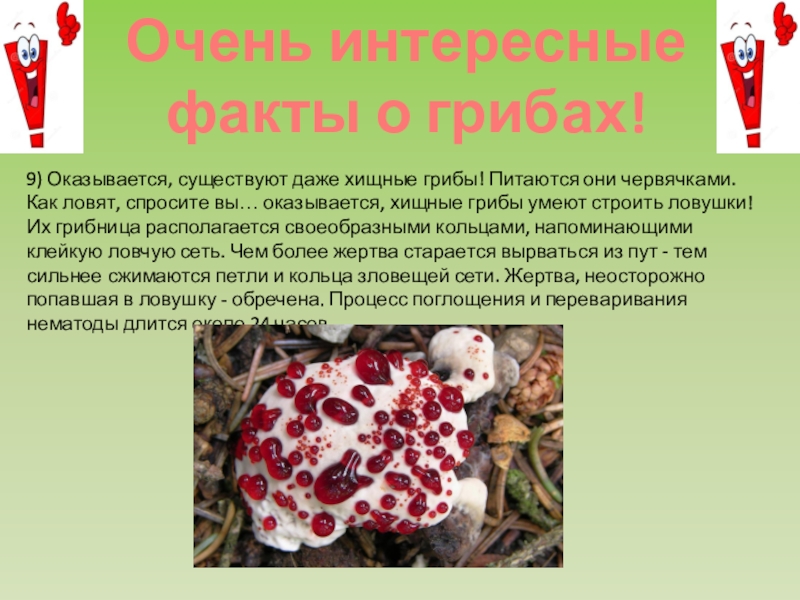 Грибы утверждения. Интересные факты о грибах. Необычные грибы из красной книги. Интересные факты о грибах Крыма. Гриб из красной книге и интересные факты.