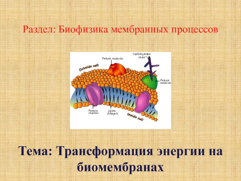 Презентация Раздел: Биофизика мембранных процессов
Тема: Трансформация энергии на
