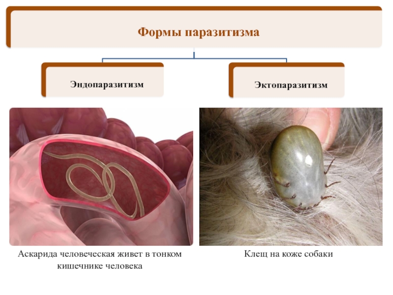 Клещ на коже собакиАскарида человеческая живет в тонком кишечнике человека