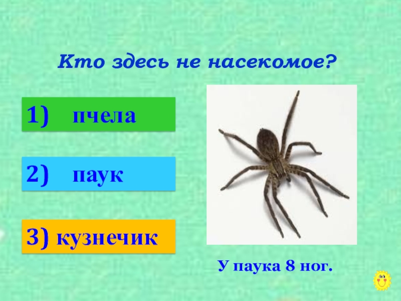 У жуков и пауков 8 ног