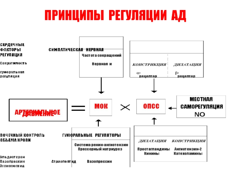 Регуляция кровообращения схема