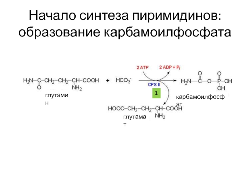 Синтез начала. Реакция образования карбамоилфосфата. Глутамин карбамоилфосфат. Синтез карбамоилфосфата глутамин. Синтез карбамоилфосфата из глутамина.