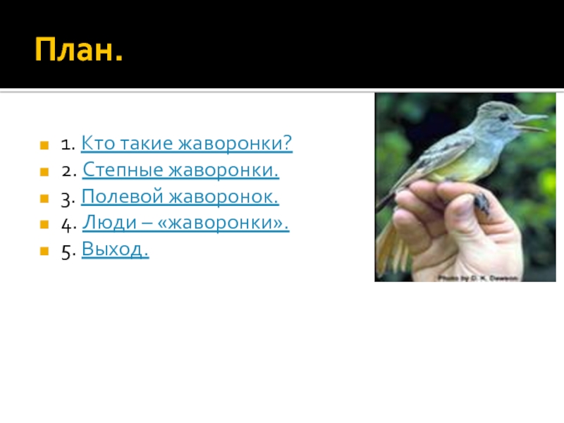 Всюду вверху и внизу пели жаворонки знаки. Кто такие Жаворонки. Кто такие Жаворонки люди. План к тексту мама Жаворонок. Кто такой Жаворонок человек.