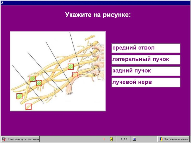 ангиология неврология 