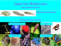 Царство Животных Б еспозвоночные