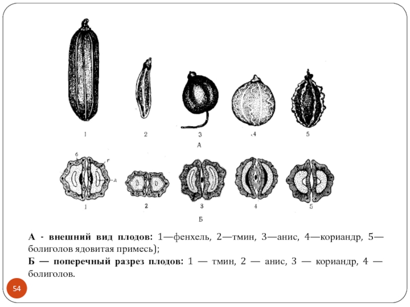 Плоды кориандра рисунок