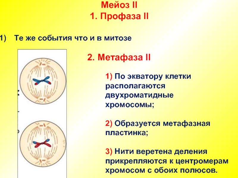 В метафазе первого деления мейоза происходит