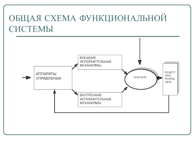 Общая схема функциональной системы организма