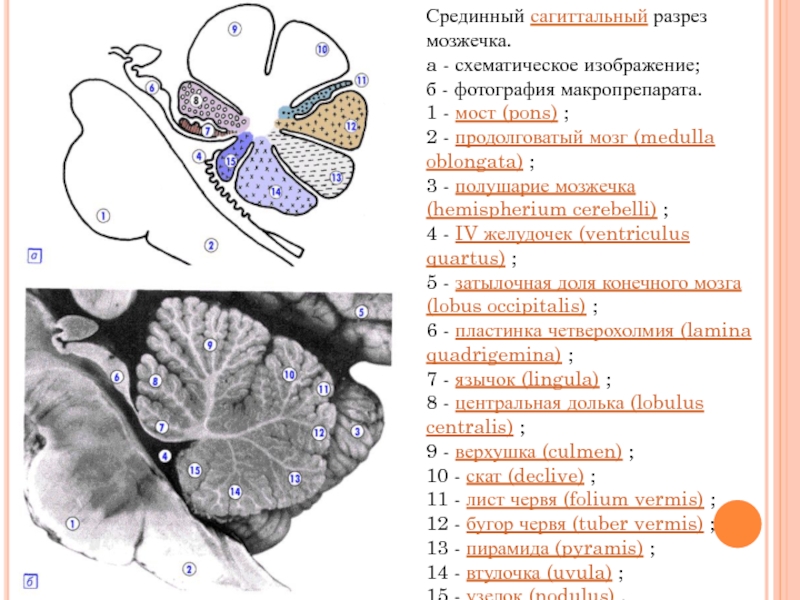 Срединный сагиттальный разрез мозжечка.a - схематическое изображение;б - фотография макропрепарата.1 - мост (pons) ;2 - продолговатый мозг (medulla oblongata) ;3 - полушарие мозжечка (hemispherium