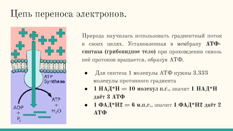 Синтез атф. АТФ синтаза в мембране. Синтез молекул АТФ происходит в процессе. Цепь переноса электронов и Синтез АТФ. В предварительном этапе синтеза АТФ.