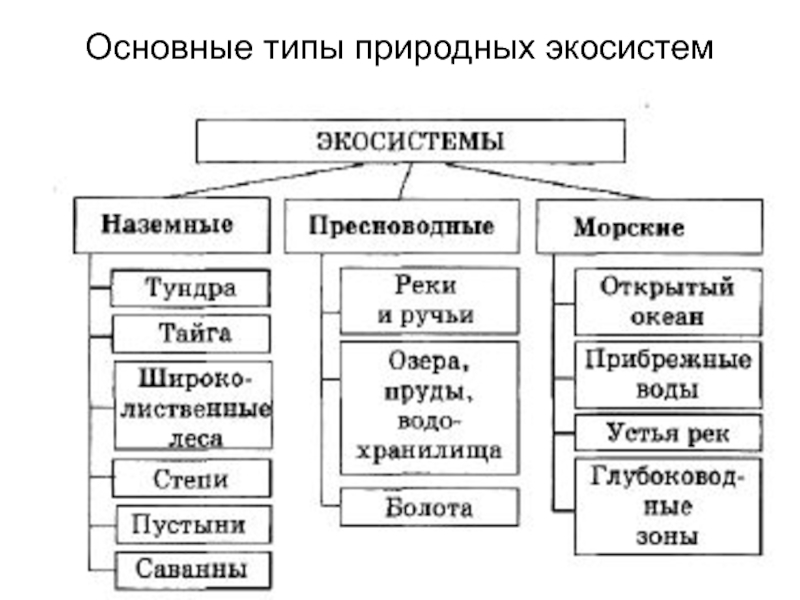 Для природных экосистем характерно. Типы природных экосистем. Типы природных биогеоценозов. Стихийные типы культуры. Основные принципы типизации природных очагов.