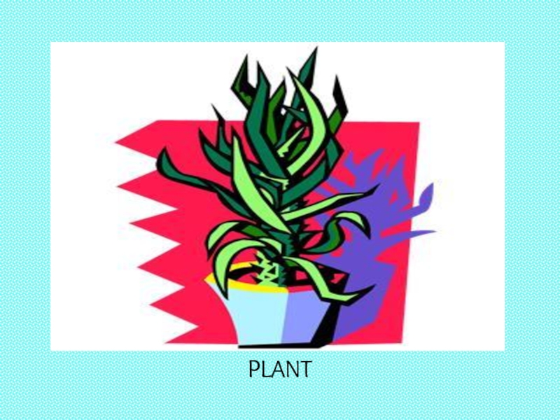 THIS IS MY HOUSE 5 PLANT PLANT