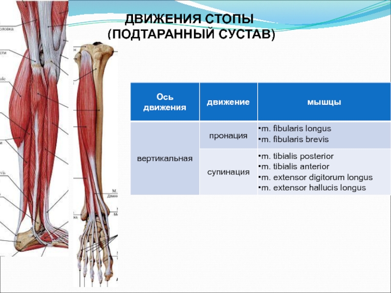 Движение стопы. Мышцы действующие на подтаранный сустав. Мышцы действующие на суставы стопы. Движения в голеностопном суставе мышцы. Подтаранный сустав движения.